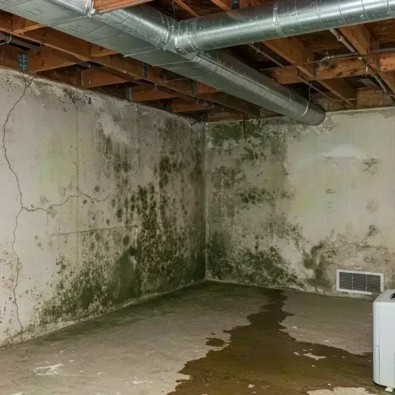 Professional Mold Removal in Meadowdale, WA